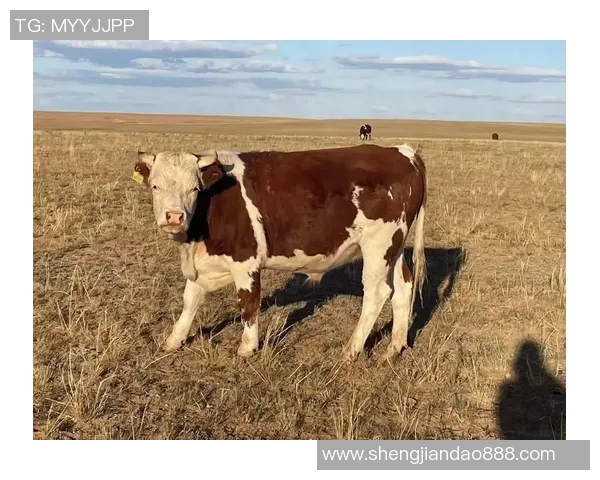 白牛比赛-白牛比赛的起源与发展-白牛比赛